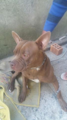 Vendo American bully - Foto 3