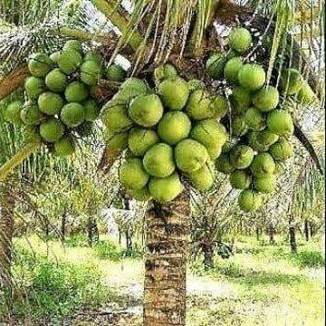 Mudas de cocô anão 1,00mt a 1,50mt - Foto 3