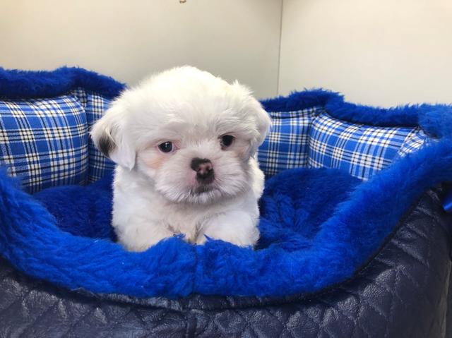 Lindo Shihtzu macho e fêmeas no filhotes mimados