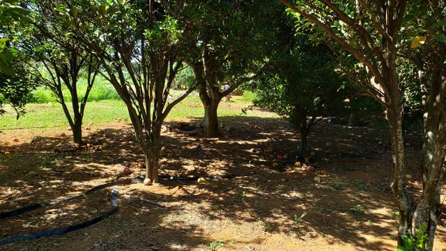 Chácara 20.000m2 incra 9 3km de chão casa simples pomar pode escriturar - Foto 19