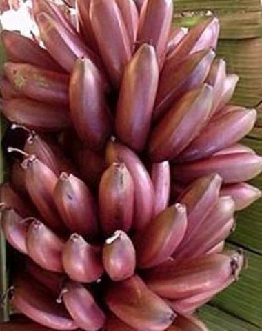 Super Bananas Roxa Lendária Mítica Medicinal