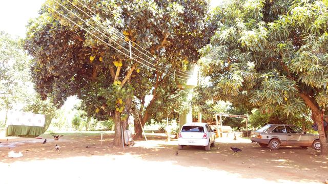 Chácara 20.000m2 incra 9 3km de chão casa simples pomar pode escriturar - Foto 7