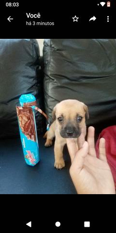 Vendo ou troco filhote pinscher 1 FÊMEA - Foto 3