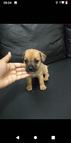 Vendo ou troco filhote pinscher 1 FÊMEA - Foto 2