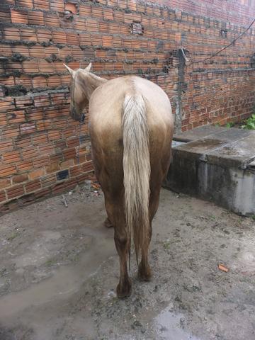 Égua de esteira - Foto 4