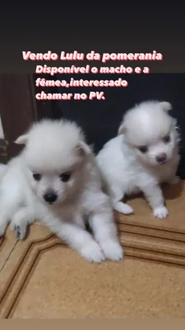 Cachorros lulu da pomerania  +3501 anúncios na OLX Brasil