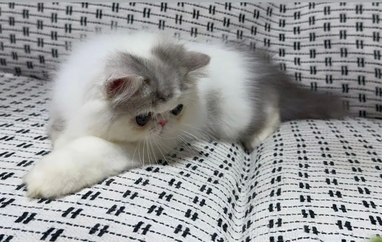 Gatinho persa lindo e dócil com pedigree  - Foto 4