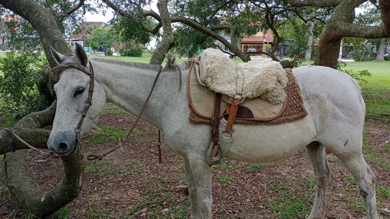 Egua tordilha para venda - Foto 3
