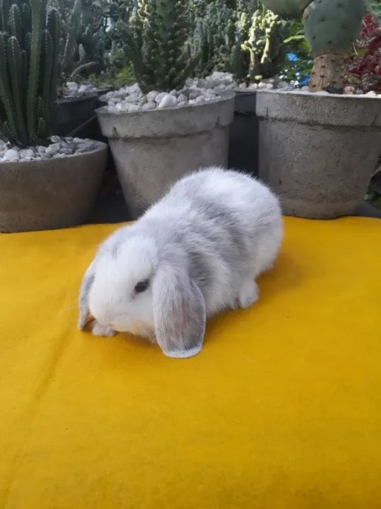  Mini Lop uruguaio importado megpie  - Foto 6