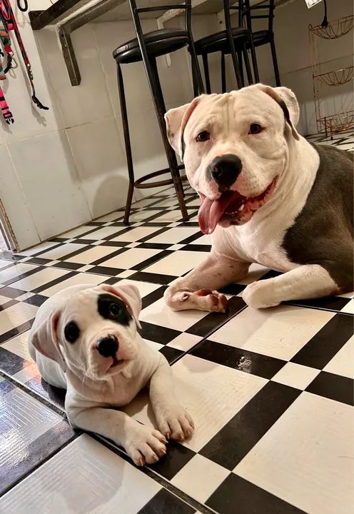 FILHOTE PIT MONSTER DE PROCEDÊNCIA PREÇO DE OCASIÃO - Foto 5