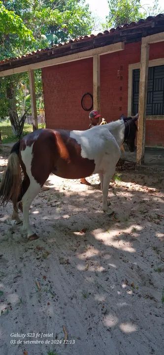 ÉGUA MANGALARGA PAINT HORSE - Foto 4