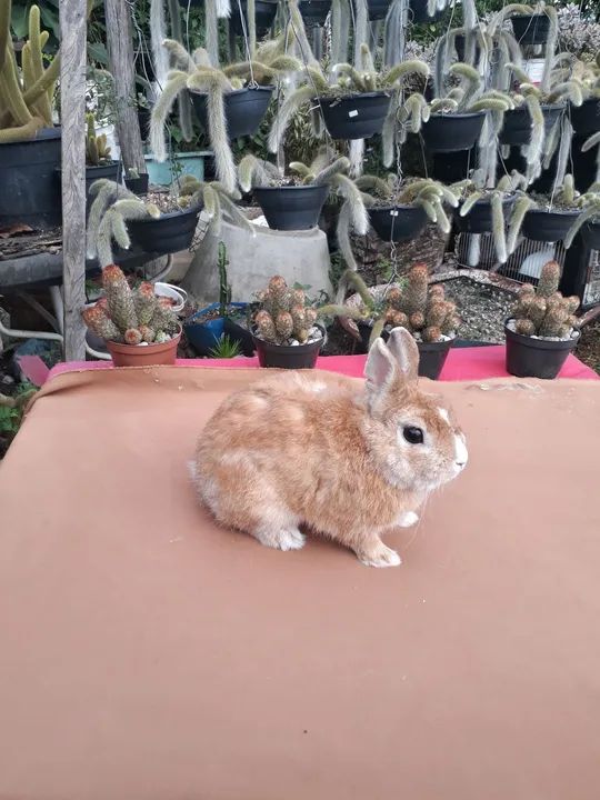 Mini coelho anão netherland holandês   - Foto 4