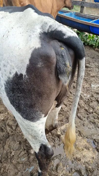 Vaca leiteira girolanda - Foto 6