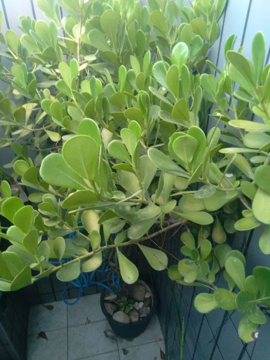 Planta ornamental no vaso  - Foto 3