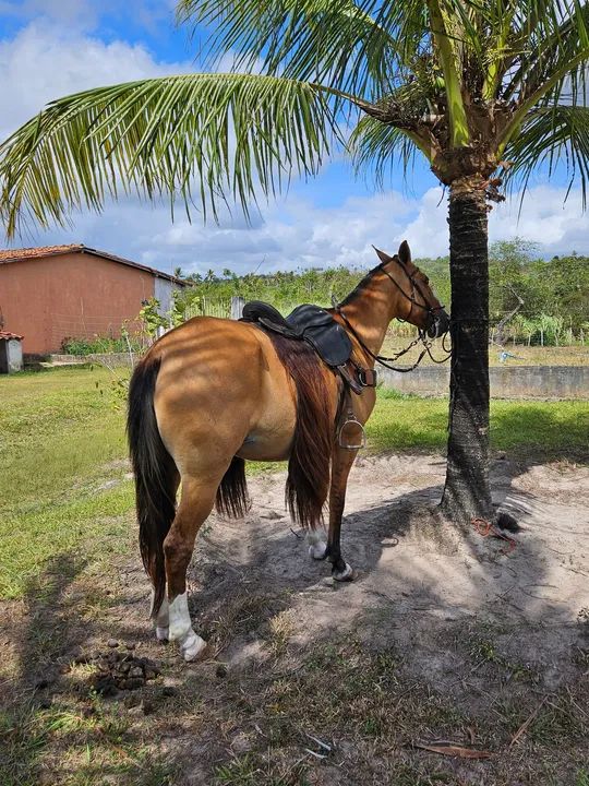 Vendo/Troco égua. Parcelo no cartão - Foto 2