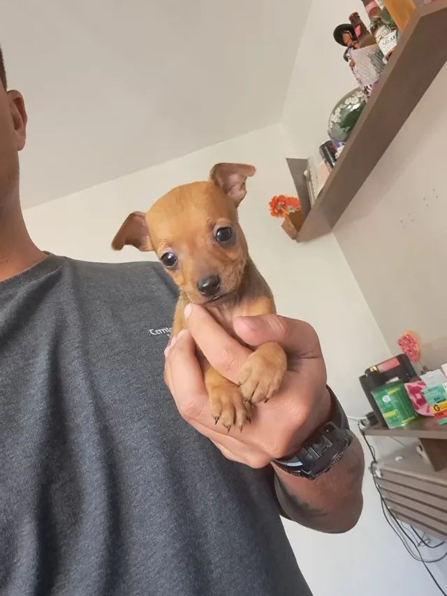 Pinscher Zero 0 Lindo Filhote Macho com Pedigree Cachorros e