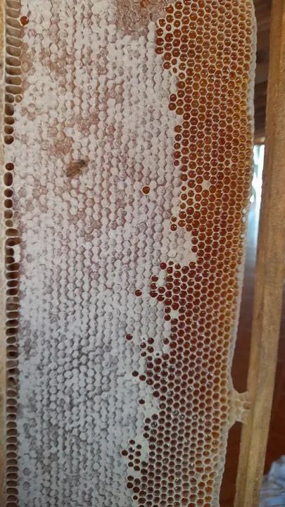Aqui tem Mel Puro !!! - Foto 3