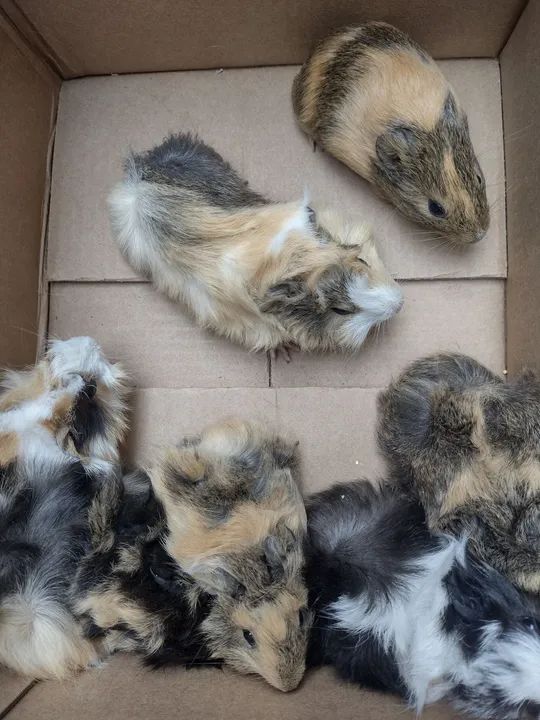 Porquinho da índia  - Foto 6