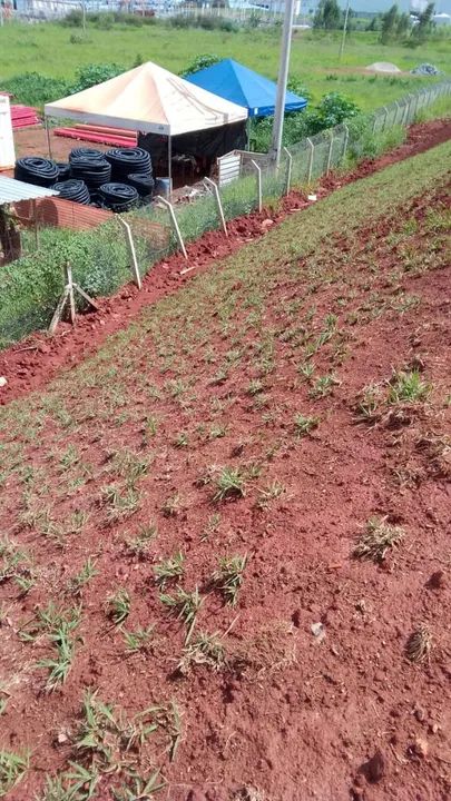 Gramas verdes - Foto 2