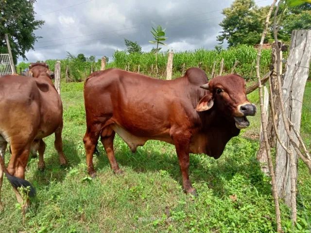 Touros da Raça Sindi - Foto 5