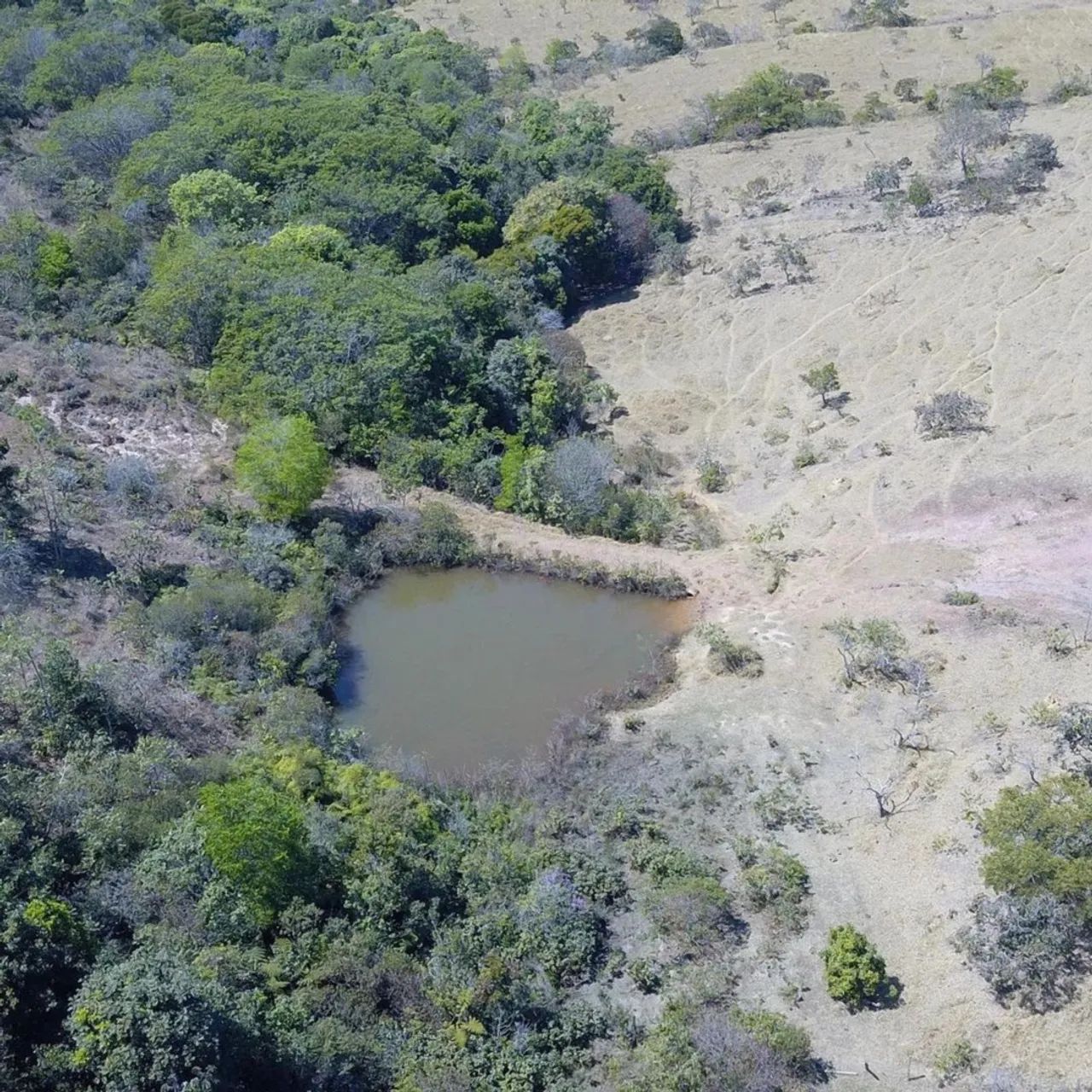 Fazenda de 6 alqueires em Girassol Cocalzinho de Goiás  - Foto 3