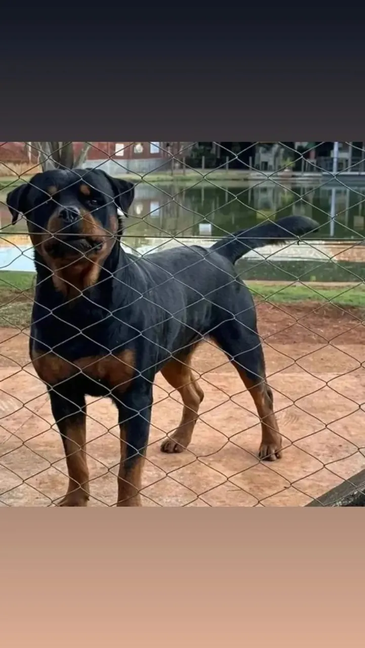Rottweiler filhotes