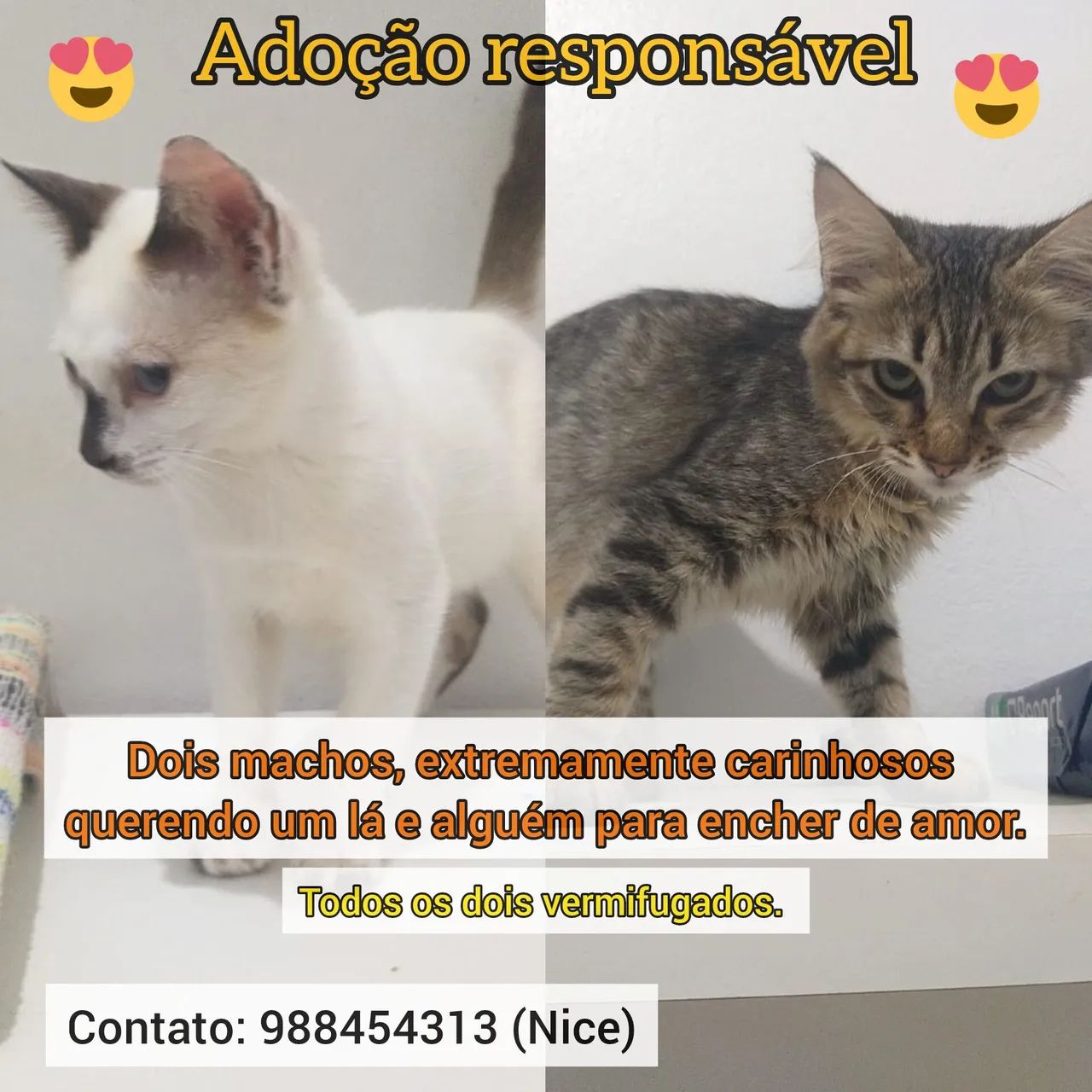Gatinhos machos para adoção