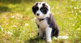 Border Collie Filhote