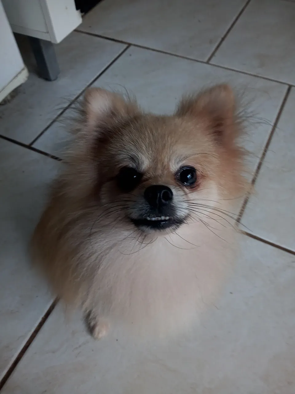 LULU DA POMERANIA ANAO PARA CRUZAR OU INSEMINAR