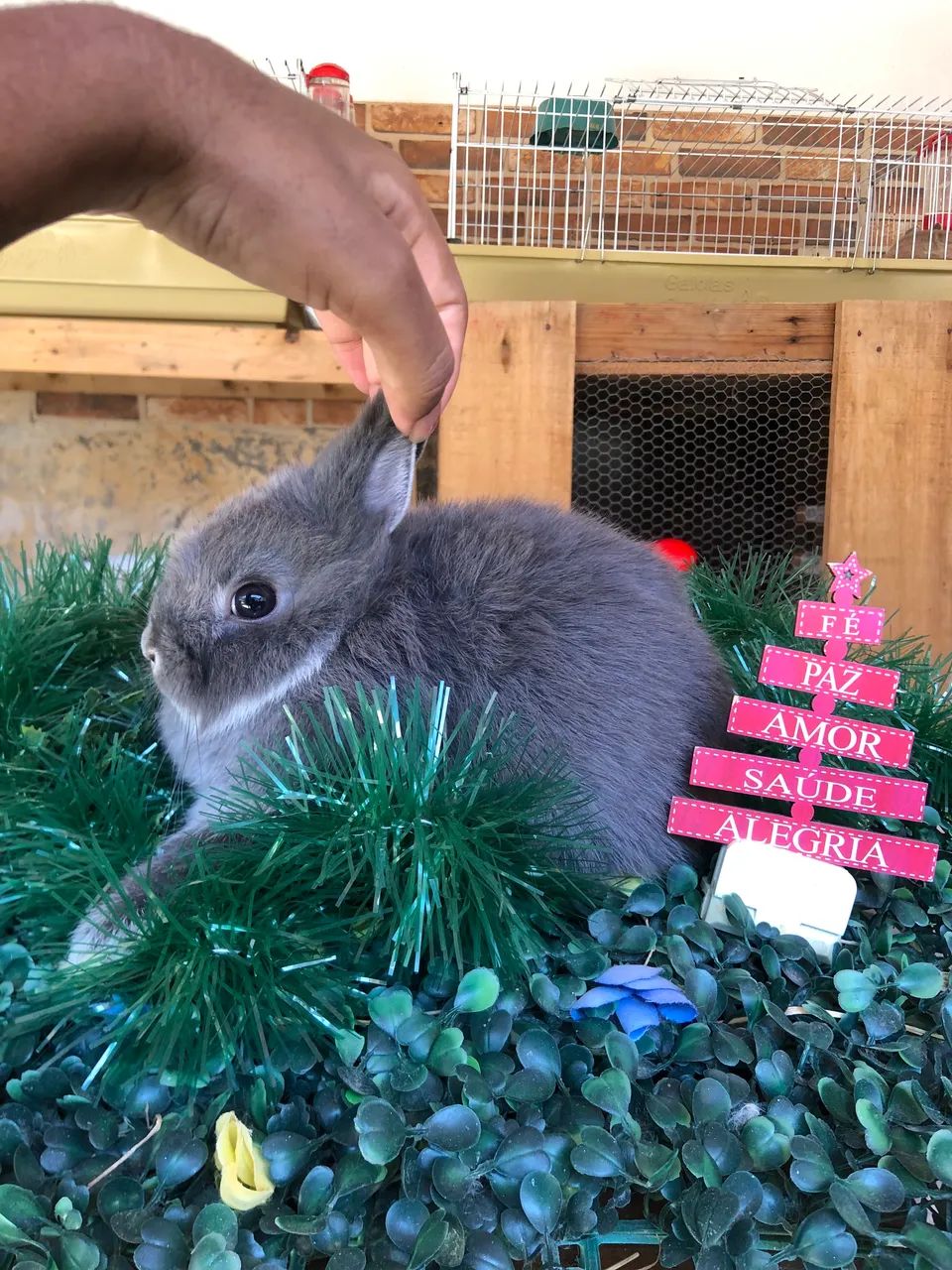 Pet em promoção - filhote de coelho anão da raça netherland dwarf linhagem importada