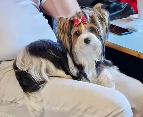 Biewer Terrier Macho Tricolor Pequeno e Cheio de Personalidade