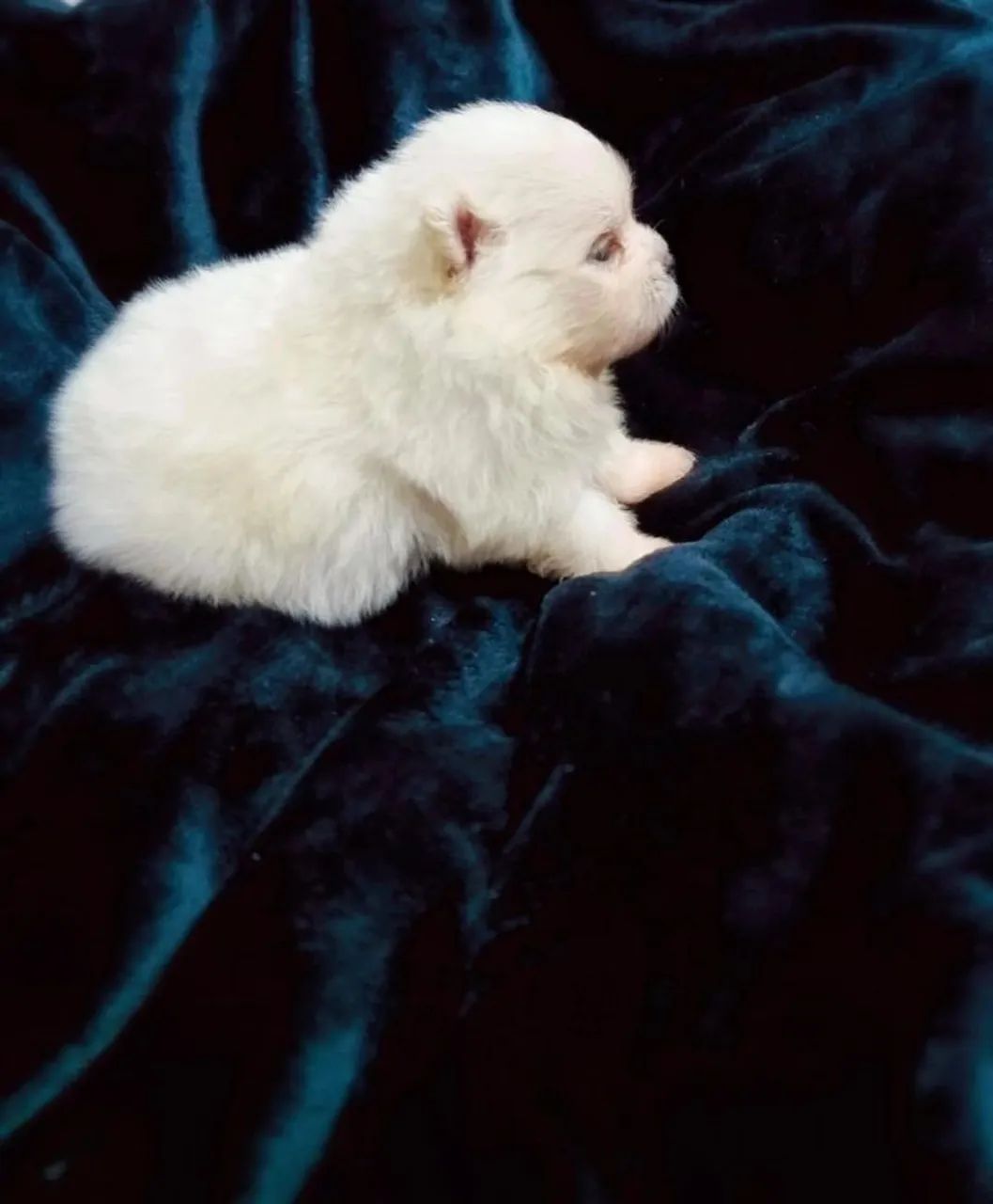 Bebês Spitz alto padrão  - Foto 2