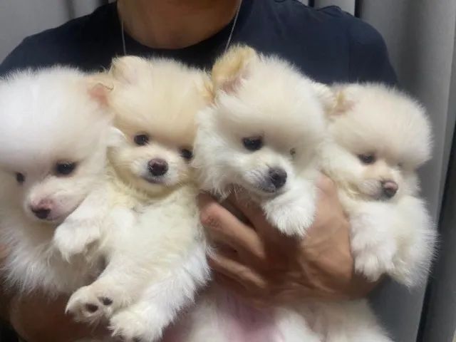 ULTIMA Fêmea disponivel -Spitz alemão Anão - Branco neve- Lulu da pomerania - Foto 2