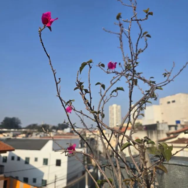 Muda de Primavera - Grande - Foto 3