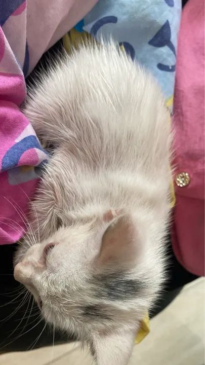 Gato para adoção  - Foto 2