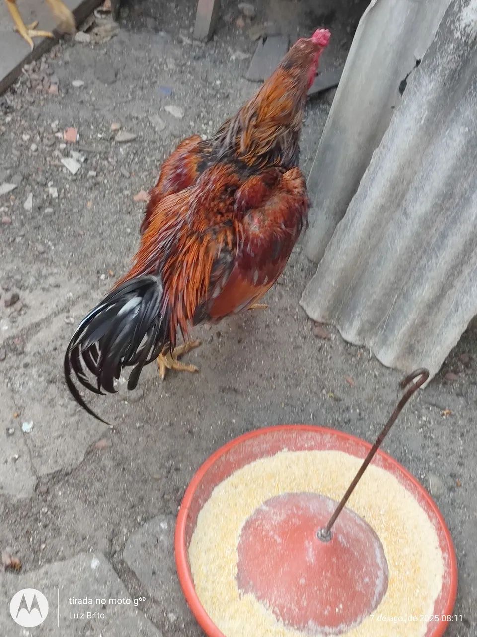 Galos e frangos raça  - Foto 5