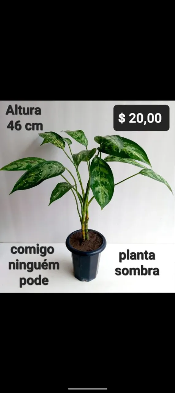 Planta Comigo Ninguém Pode, Dracena, polysias, leia roxa