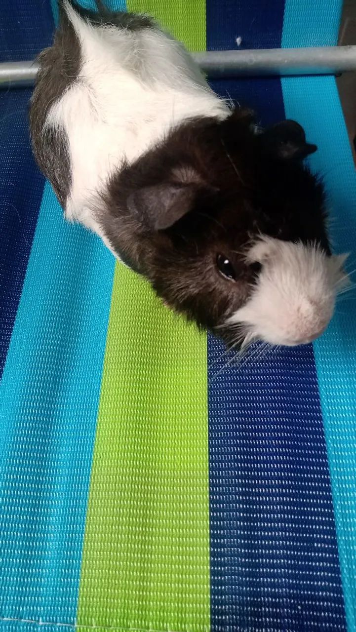 Porquinho da indiaPorquinhos da India da raça  - Foto 2