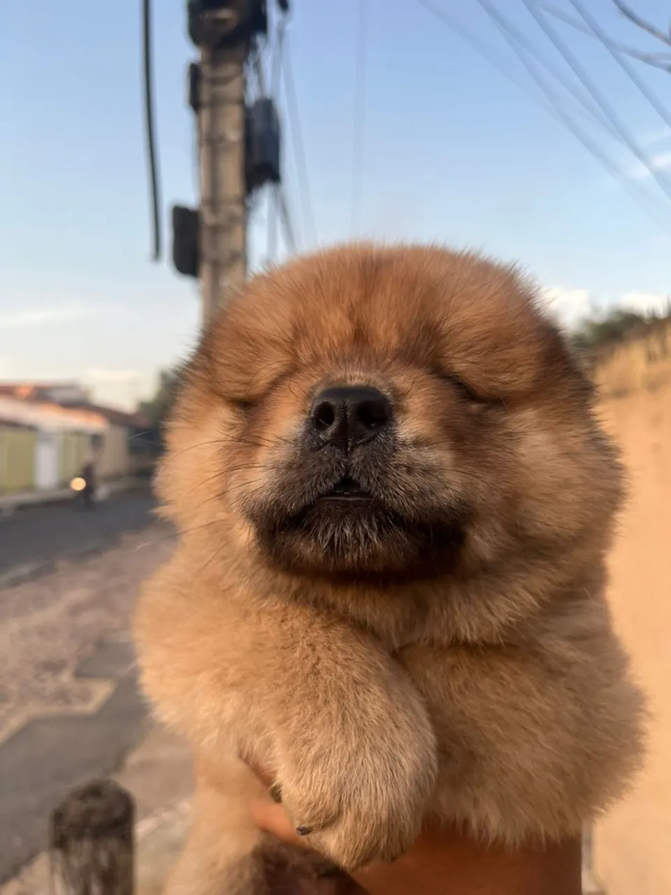 Filhotes de Chow Chow
