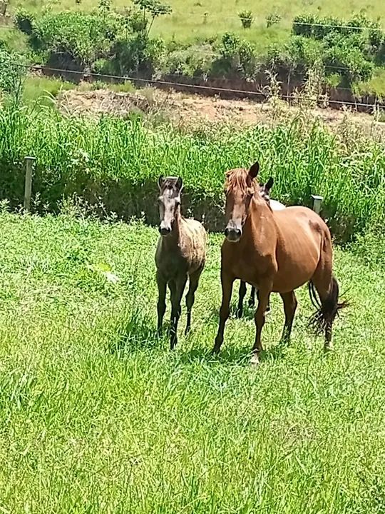 Égua alazona da oreia mucha com potra no pé de 5 mes - Foto 3