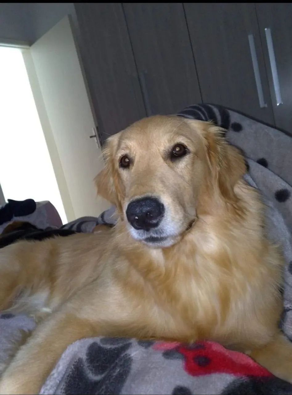 Filhotes Golden Retriever - Foto 4