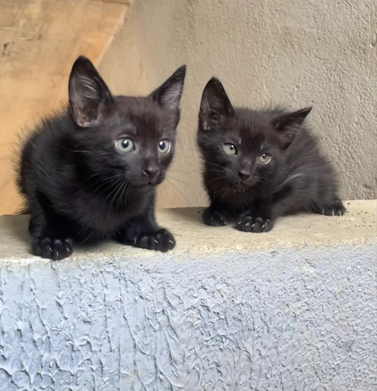 Adoção de gato - Foto 3