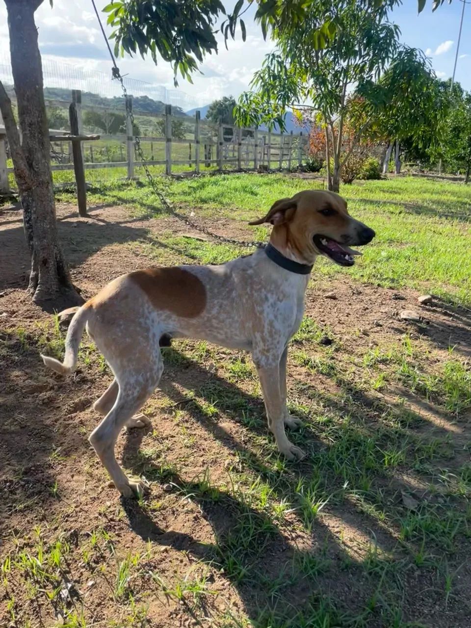 Filhote Pointer inglês, 8meses, vermifugados, vacinado - Foto 4