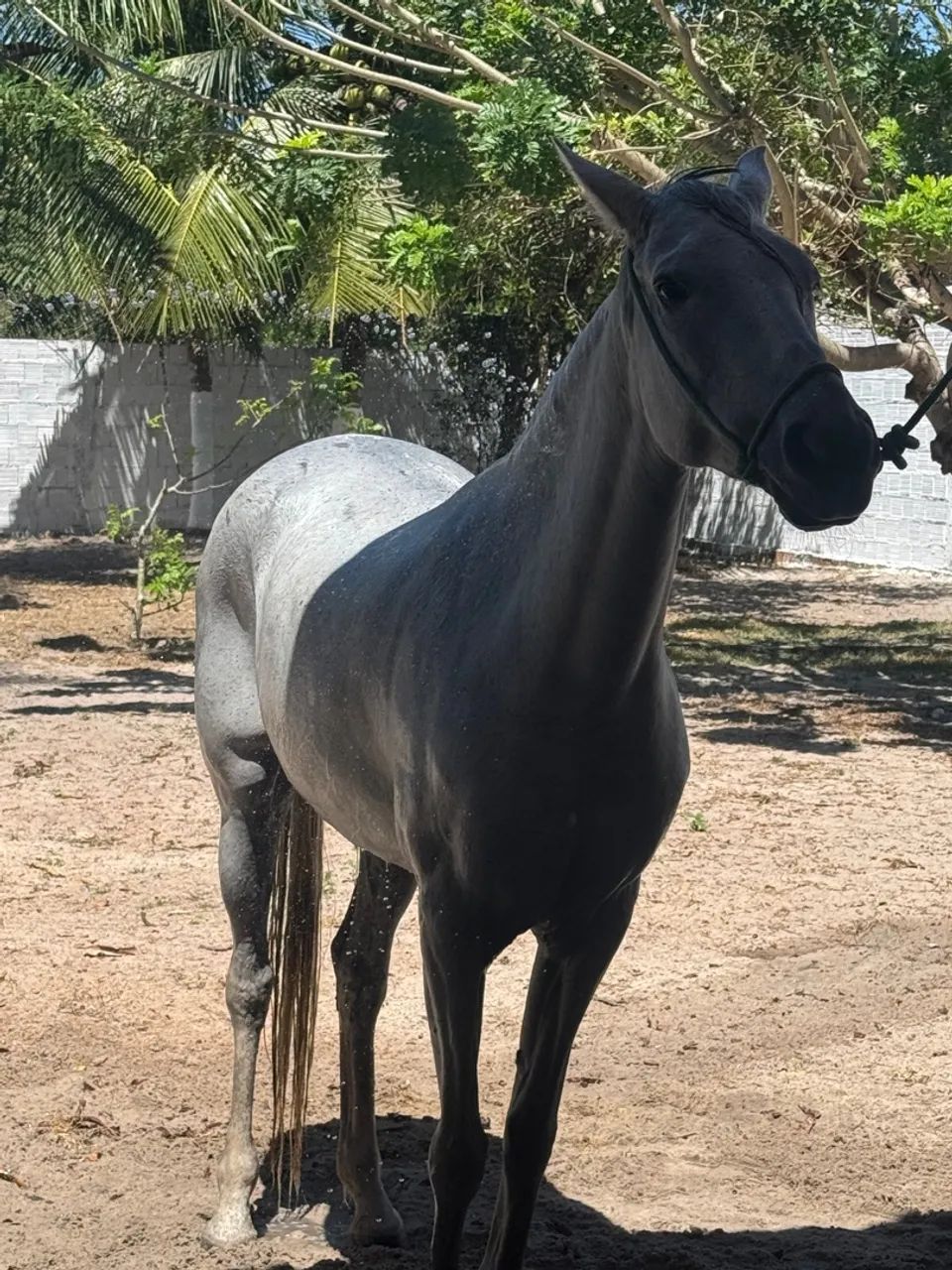 Égua Quarto de milha  - Foto 4