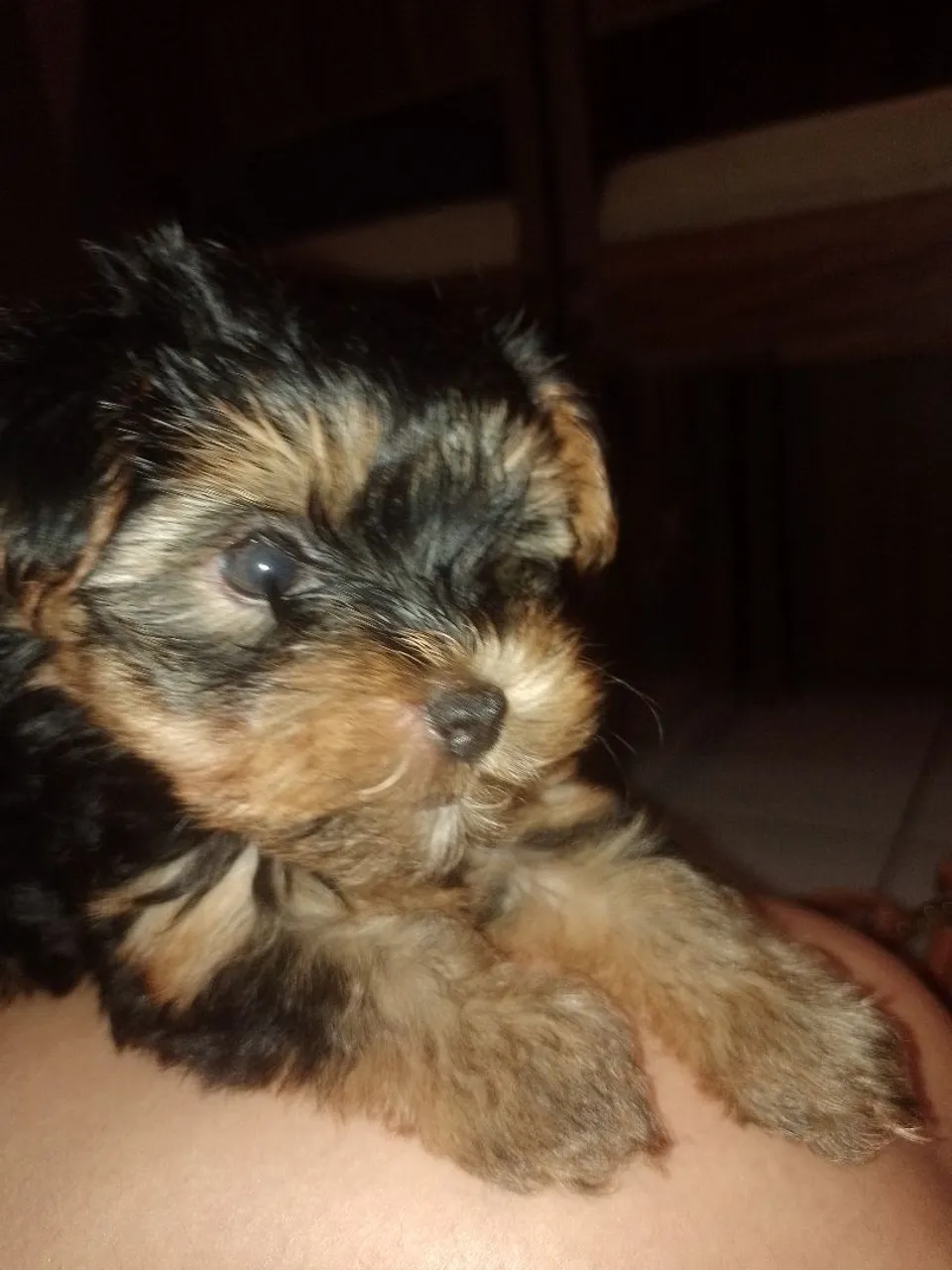 Fêmea de Yorkshire Terrier 