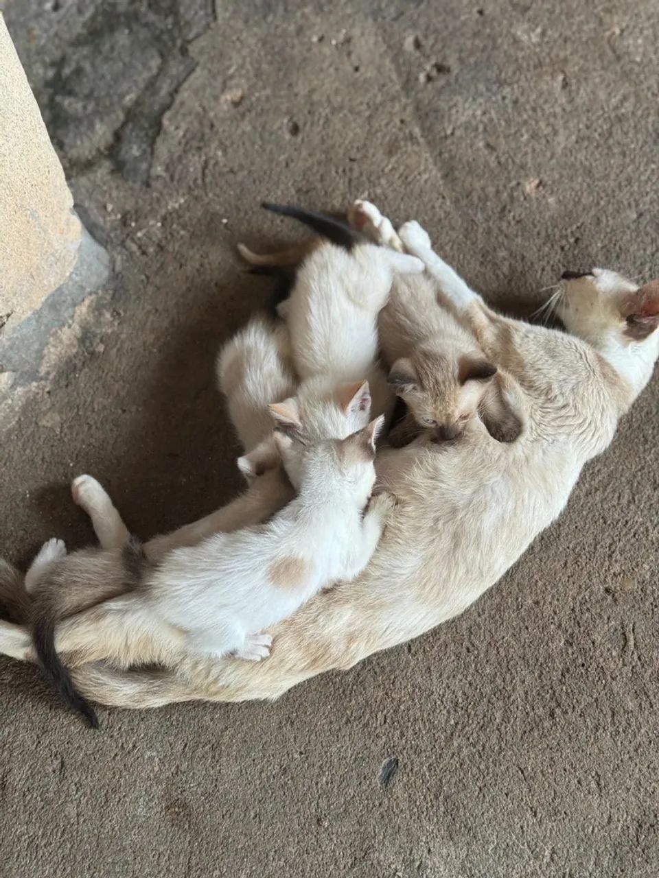 Gatinhos fofos para adoção! - Foto 2