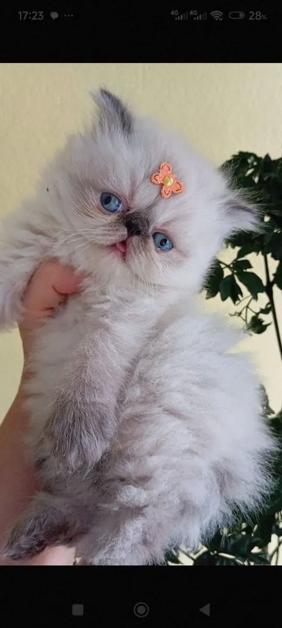 Filhotes de gatos persas/ himalaia/ exóticos  - Foto 3