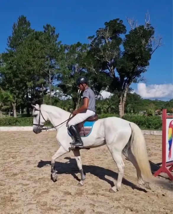 Cavalo Puro Sangue Lusitano - com Registro- salto e adestramento - Foto 6