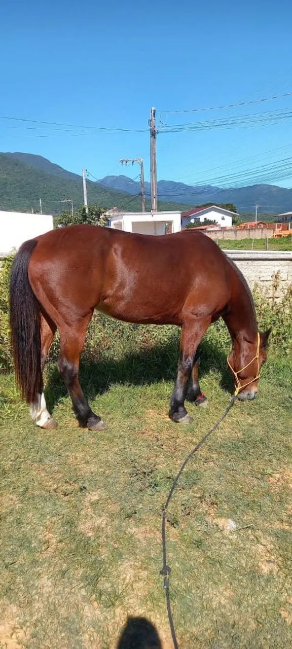 Cavalo para venda - Foto 3