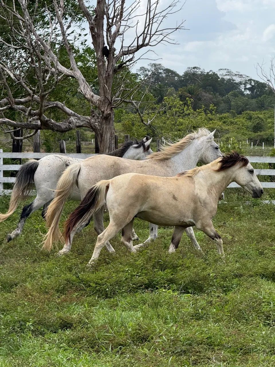 Cavalos em excelente estado, prontos para o trabalho!
